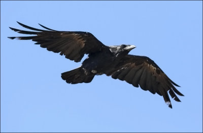 Common Raven, prebasic molt (2 of 2)