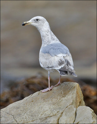 Glaucous-winged x Western Gull hybrid, 2nd cycle