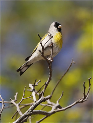 Lawrence's Goldfinch, male (2 of 2)