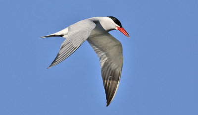 Caspian Tern, alternate adult