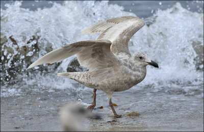 Glaucous-winged Gull, 1st cycle