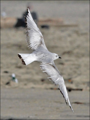 Bonaparte's Gull, 1st cycle (2 of 2)
