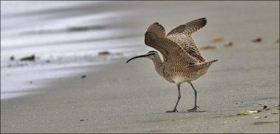 Whimbrel, alternate