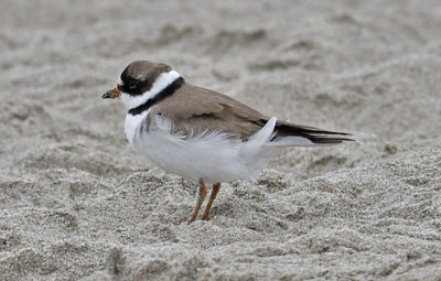 Semipalmated Plover, alternate adult