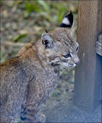 young Bobcat (2 of 3) 