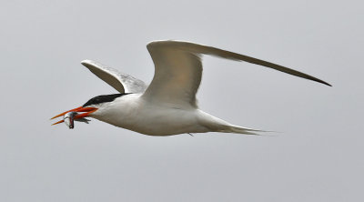 Elegant Tern, alternate adult (1 of 2)