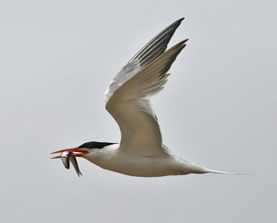 Elegant Tern, basic adult (2 of 2)