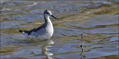 Wilson's Phalarope, pre basic adult