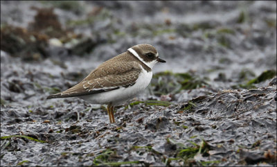 Semipalmated Plover, juvenile