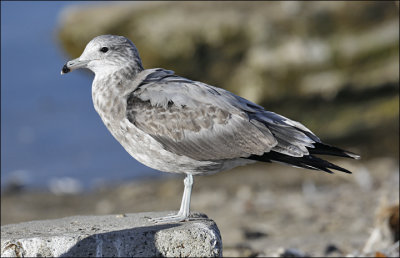 California Gull, probable albertaensis, 2nd cycle