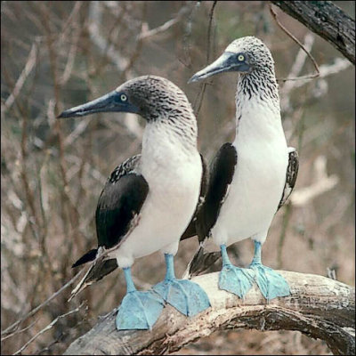 Blue-footed Boobies, adult pair