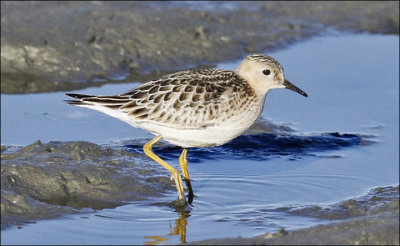 Buff-breasted Sandpiper, juvenile (1 of 3)