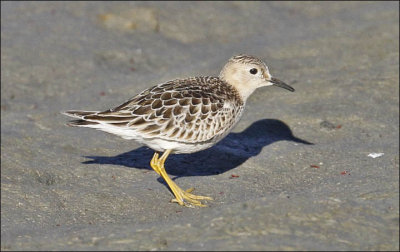 Buff-breasted Sandpiper, juvenile (3 of 3)