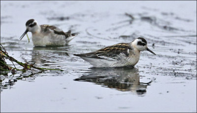 Red-necked Phalaropes, pre basic adults