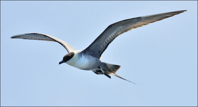 Long-tailed Jaeger, adult