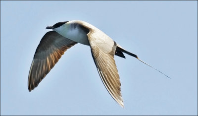 Long-tailed Jaegr, adult