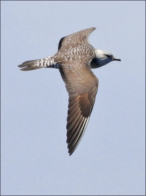 Long-tailed Jaeger, pale juv.