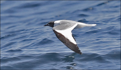 Sabine's Gull, prebasic adult