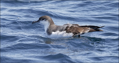 Buller's Shearwater