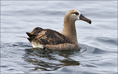 Black-footed Albatross