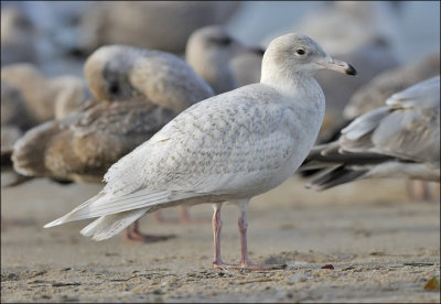 Glaucous Gull, 1st cycle (1 of 2)