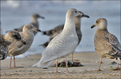 Glaucous Gull, 1st cycle (2 of 2)