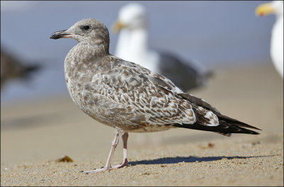 California Gull, probable albertaensis, 1st cycle 