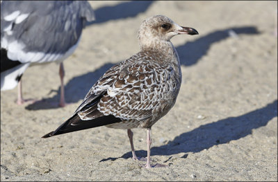 California Gull, 1st cycle with  some cinnamon coloration on head and back