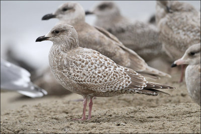 Thayers Iceland Gull, 1st cycle with Glaucous-winged Gull, 