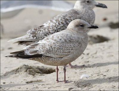 Thayer's Iceland Gull, 1st cycle with juv. Glaucous-winged Gull