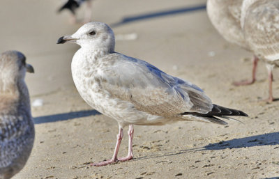 Thayer's Iceland Gull, 2nd cycle