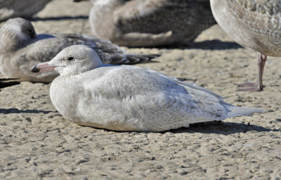 Glaucous Gull, 1st cycle ( 1 of 3)