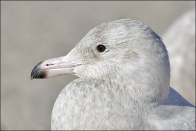 Glaucous Gull, 1st cycle (2 of 3)