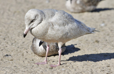 Glaucous gull, 1st cycle (3 of 3)