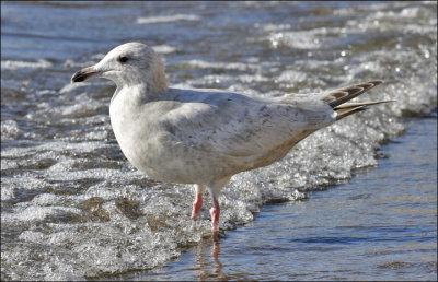 Glaucous x Herring Gull Hybrid (Nelson's), 2nd cycle hybrid (1 of 3)