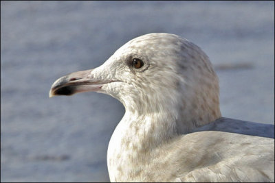 Glaucous  x Herring Gull hybrid (2 of 3)