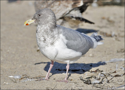 Glaucous-winged x Western Gull, adult cycle