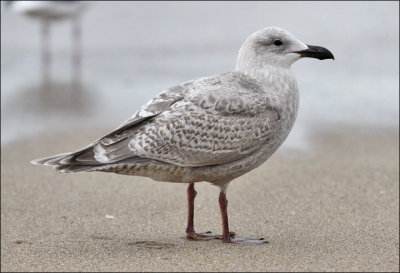 Glaucous-winged Gull or GW x HERG hybrid, 1st cycle