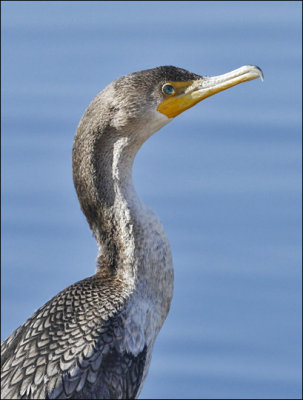 Double-crested Cormorant, immature