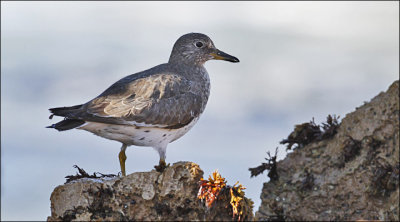 Surfbird, basic