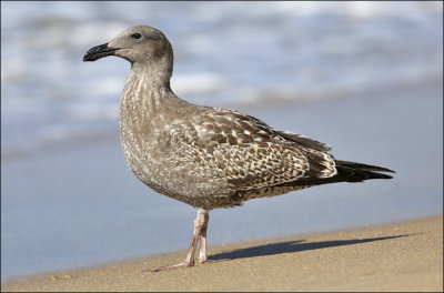 Western Gull, 1st cycle