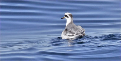 Red Phalarope, basic