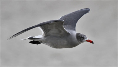 Heermann's Gull, basic adult  