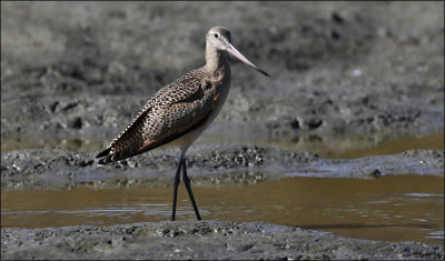 Maarbled Godwit, basic (1 of 2)