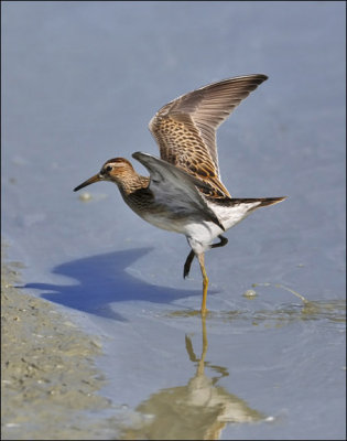 Pectoral Sandpiper, juv. (1 of 2)