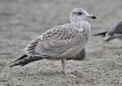 presumed Glaucous-winged x Herring Gull, juvenile (2 of 2)