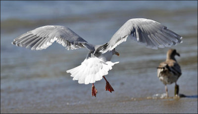 Glaucous-winged x Western Gull. Pre Basic adult