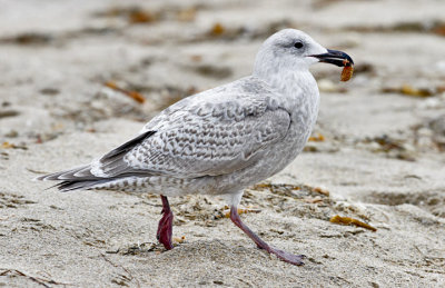 Glaucous-winged x Herring Gull, juvenile
