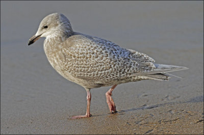 Kumlien's Iceland Gull, juvenile