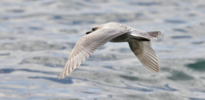 Kumlien's Iceland Gull type, 1st cycle (5 of 6) 15 nov